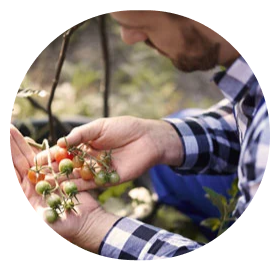 Farmer Holding Plants